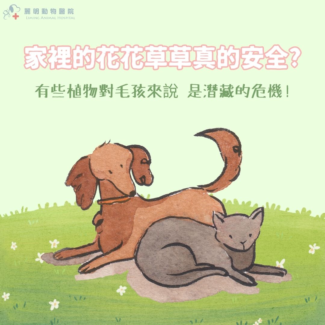 毛孩小知識 | 有毒植物圖鑑